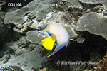 Queen Angelfish (Holacanthus ciliaris)